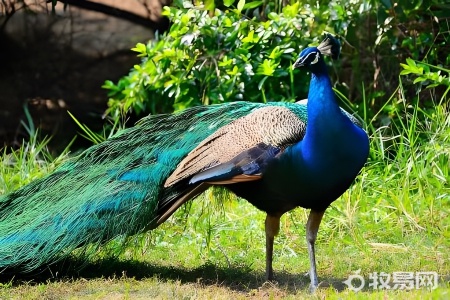 孔雀怎样养殖