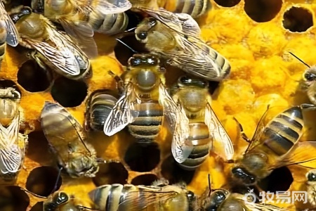 深山蜜蜂养殖方法