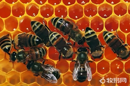 蜜蜂没有蜂王能养活吗