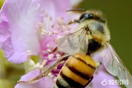 在家怎么养蜜蜂