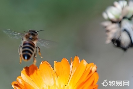 蜜蜂能在家里养吗