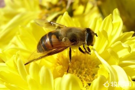 用糖养的蜜蜂产的蜂蜜好吗