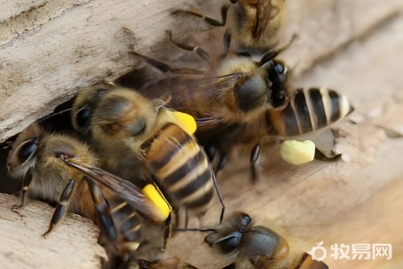 养蜜蜂怎么防虎头蜂