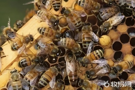 养的蜜蜂蜇人有毒吗