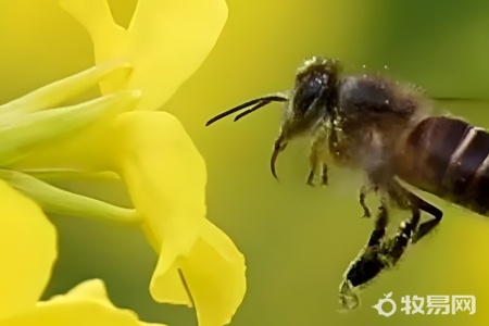 野生蜜蜂怎样抓回家养