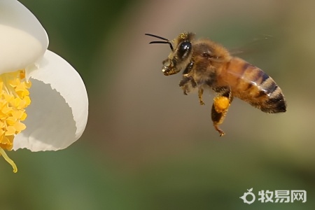 农村养蜜蜂违法吗