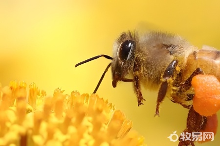 养蜜蜂麻烦吗