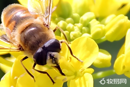 养一百箱蜜蜂一年能赚多少钱
