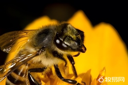 怎么招蜜蜂来养