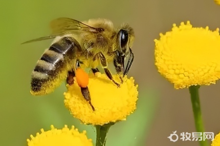如何抓蜜蜂养