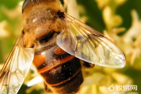 土养蜜蜂怎么分蜂