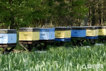 如何饲养蜜蜂