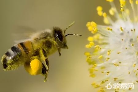 养一箱蜜蜂要多少成本