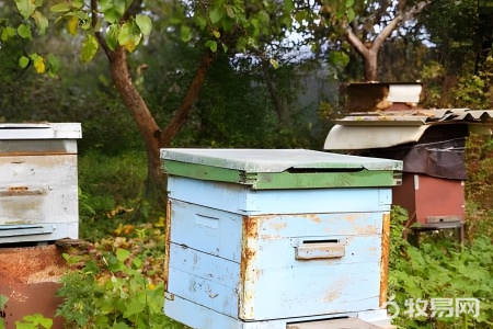 养蜜蜂的箱子叫什么
