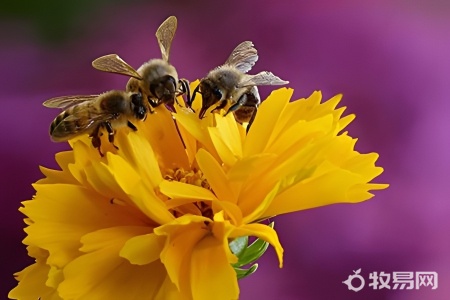 网购蜜蜂可以养吗