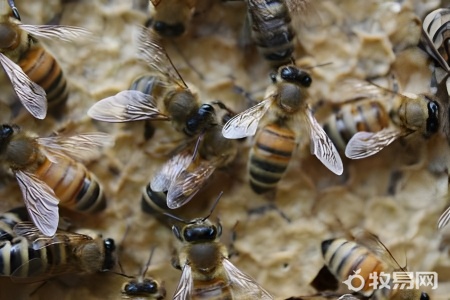 养蜜蜂的方法有哪些