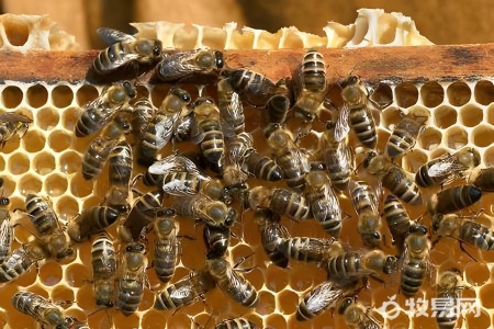 养双王箱的蜜蜂要注意什么