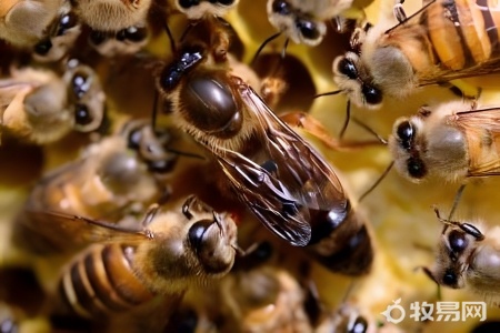 家养蜜蜂怎么喂