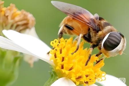 怎样饲养蜜蜂