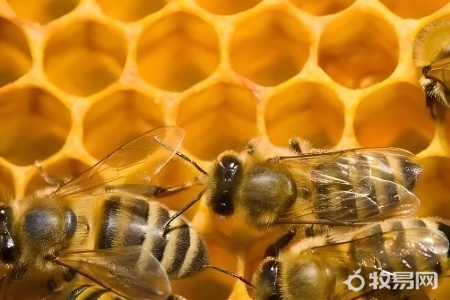 用纸箱可以养蜜蜂吗