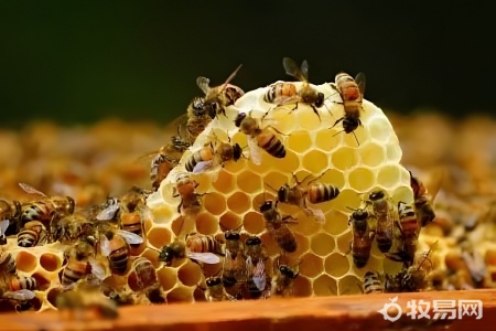 刚来的蜜蜂如何饲养