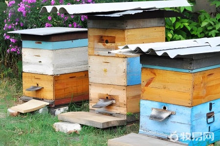 养殖的蜜蜂是什么品种