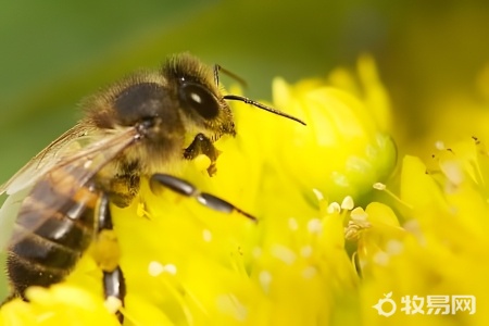 哪种蜜蜂最好养