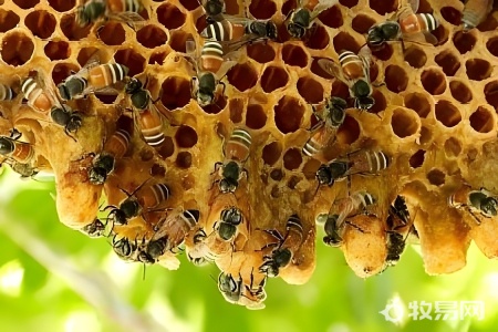 蜜蜂可以放在5层楼顶上养吗