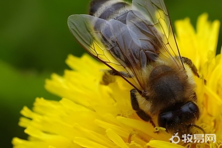 蜜蜂怎么培养蜂王