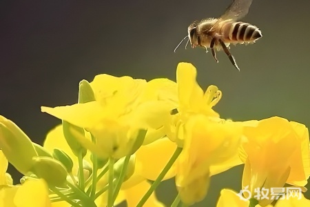 蜜蜂养在什么地方最好