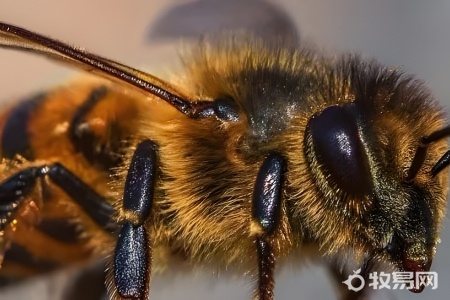 养蜜蜂需要注意什么