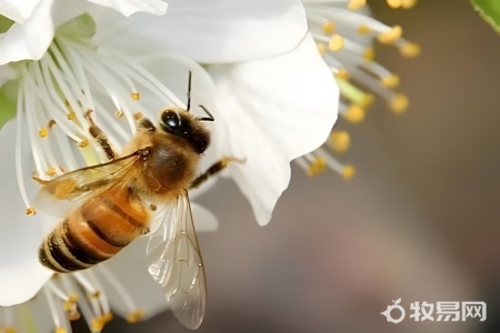 新手如何养蜜蜂新手如何养蜂