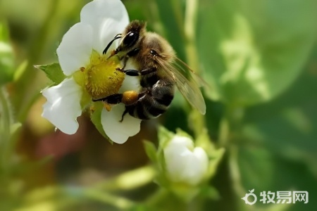 蜜蜂怎么饲养