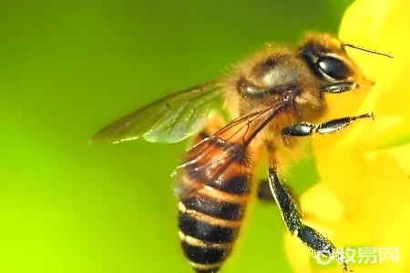 怎样开始养蜜蜂