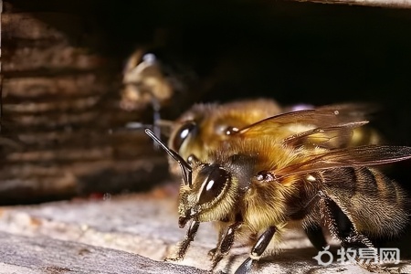蜜蜂如何养殖