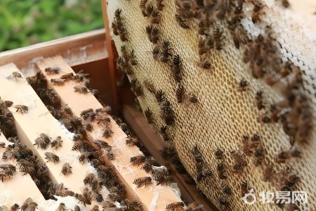 养蜜蜂什么季节最合适