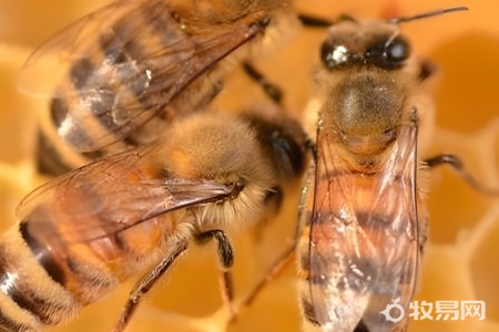 一箱两群蜜蜂怎么养