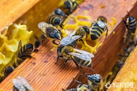 蜜蜂什么时候养最好