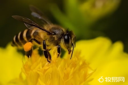 秋天收回来的蜜蜂怎么养殖