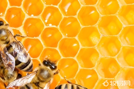 养蜜蜂赚钱吗20箱蜜蜂能挣多少钱