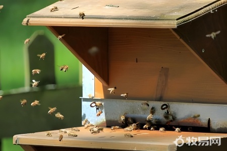 村里有人养蜜蜂蜇人怎么办