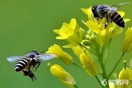 大虎头蜂怎么养殖技术