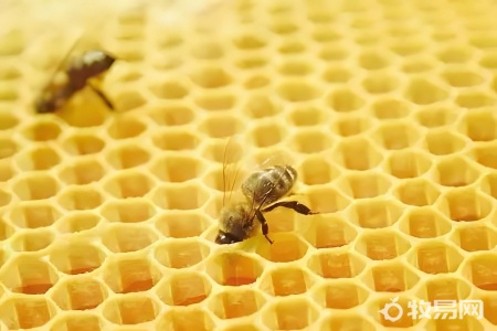 在农村养蜜蜂国家给补助吗