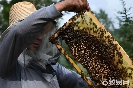 养蜜蜂要什么命才可以养