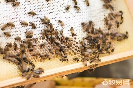 冬天怎么养蜜蜂