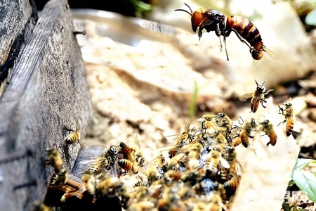 人工养蜜蜂蜜蜂吃什么