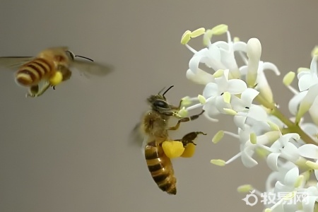 野蜜蜂怎么引诱回家养