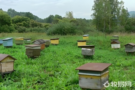 秋季蜜蜂养殖和管理