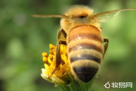 网上买的蜜蜂能养活吗