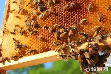 没有蜂王的蜜蜂怎么养